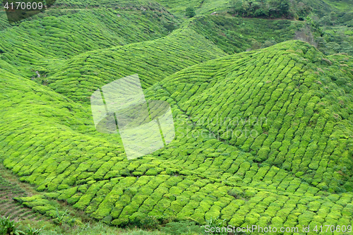 Image of Tea Plantation in the Cameron Highlands in Malaysia