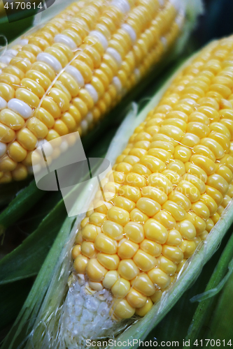 Image of Yellow and white corn cobs