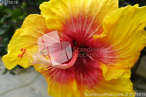 Image of Flower of red and yellow hibiscus