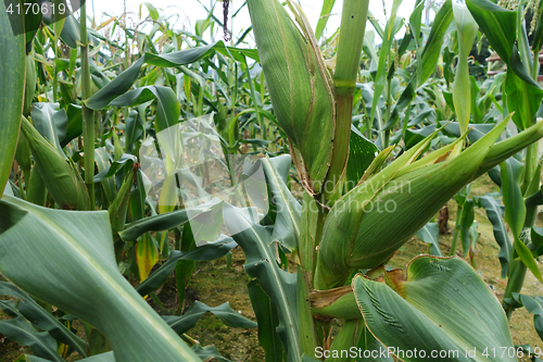 Image of Sweet corn in the field