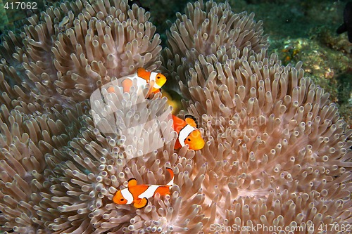 Image of Clown Fish