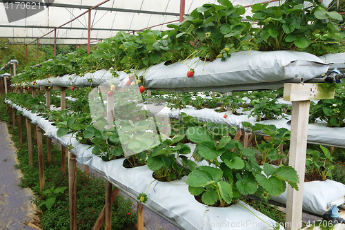 Image of Fresh strawberries that are grown in greenhouses