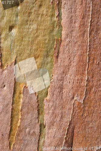 Image of Eucalyptus tree rind, Portugal