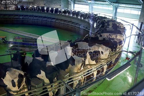 Image of milking cows at dairy farm rotary parlour system