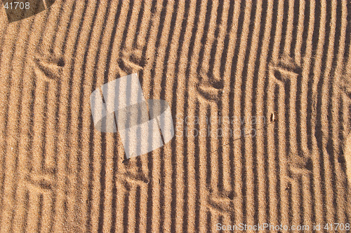 Image of Bird footsteps on sand