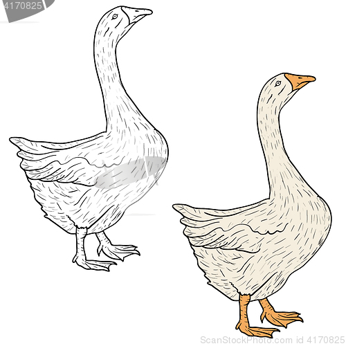 Image of Sketch grey goose on a white background. illustration.