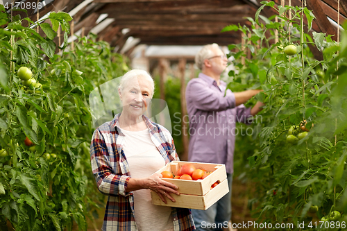 Image of old woman picking tomatoes up at farm greenhouse