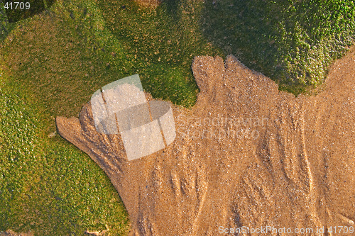 Image of Bird silhouette of algae and sand