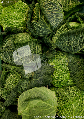 Image of close up of savoy cabbages