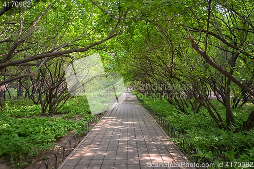 Image of Pathway going under the trees