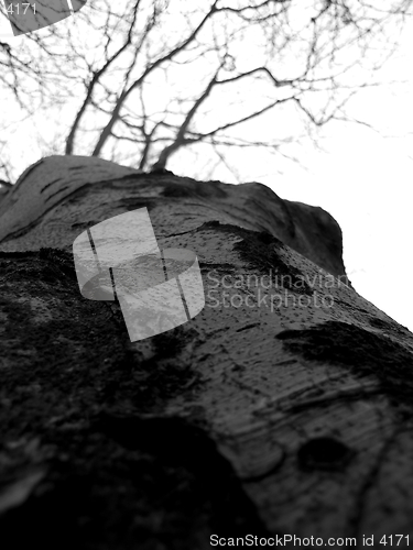 Image of up the tree thrunk