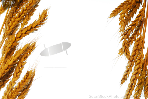 Image of Wheat frame