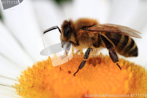 Image of bee and daisy