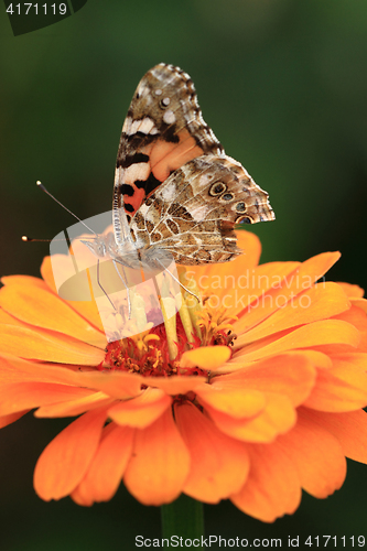 Image of zinnia flower and butterfly