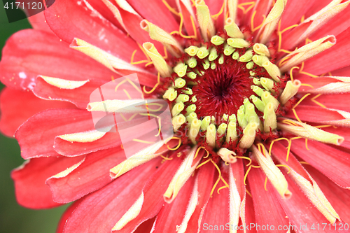 Image of zinnia flower detail