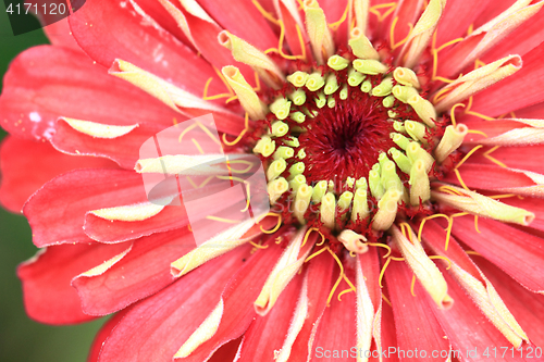 Image of zinnia flower detail