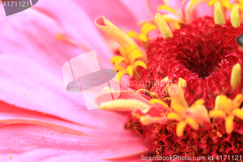 Image of zinnia flower detail