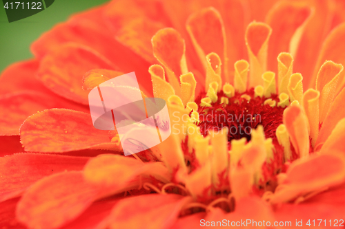 Image of zinnia flower detail