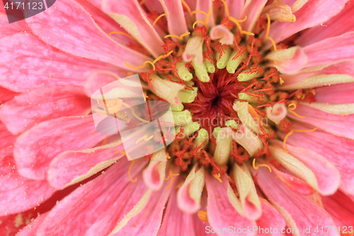 Image of zinnia flower detail