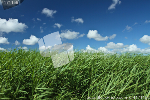 Image of Green grass and blue sky 