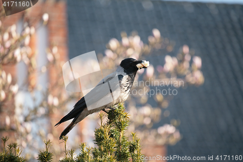 Image of bird eating