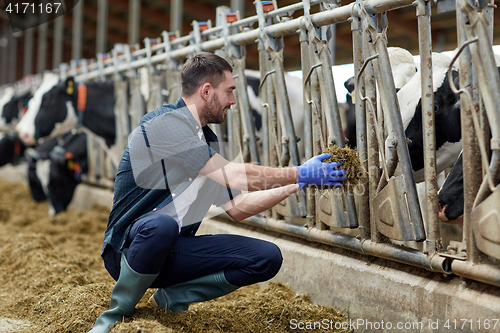 Image of man feeding cows with hay in cowshed on dairy farm