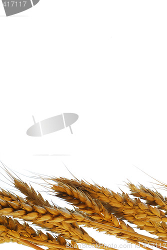 Image of Golden wheat background