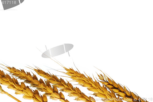 Image of Wheat plant background