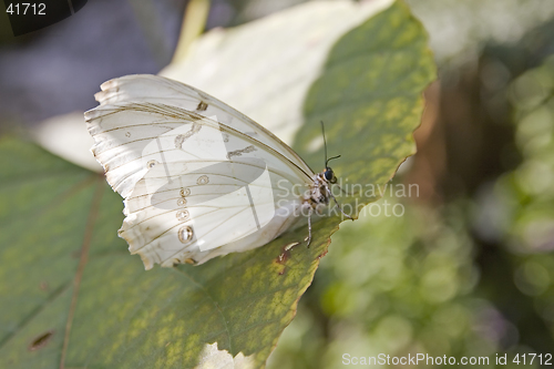 Image of Butterfly