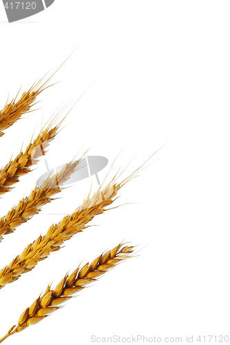 Image of Wheat