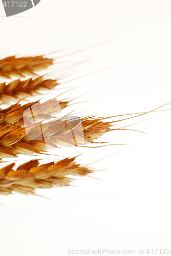 Image of Wheat ears on white