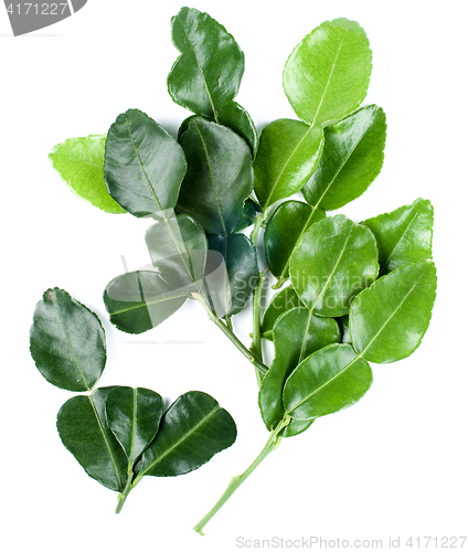 Image of Kaffir Lime Leafs