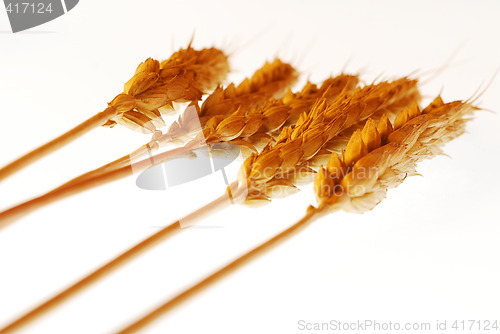 Image of Warm wheat