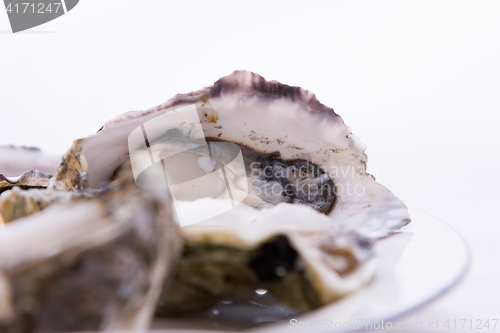 Image of Oysters On A Plate