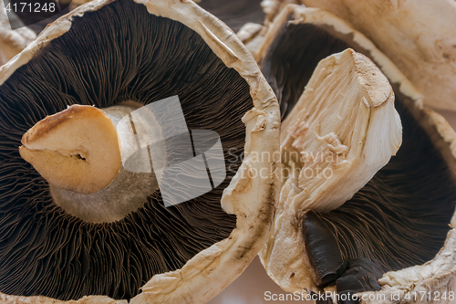 Image of Mushrooms