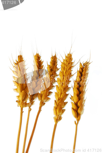 Image of Wheat on white