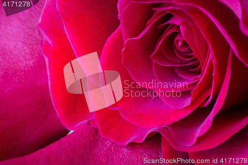 Image of Vivid red rose, macro background