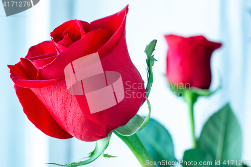 Image of Beautiful and bright red roses