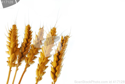 Image of Wheat with copy space