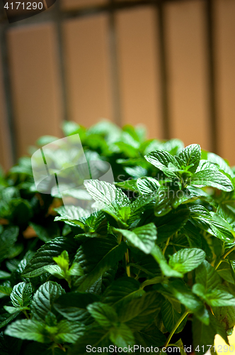 Image of fresh mint plant 