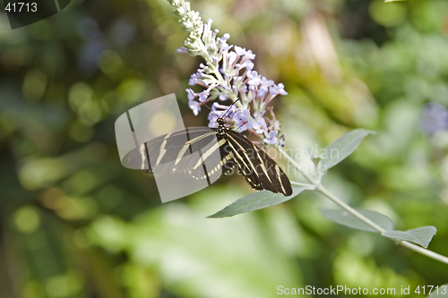 Image of Butterfly