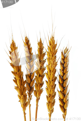 Image of Wheat ready for harwest