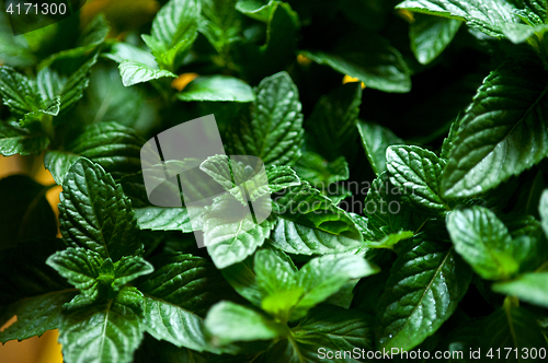 Image of fresh mint plant 