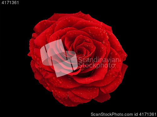 Image of rose