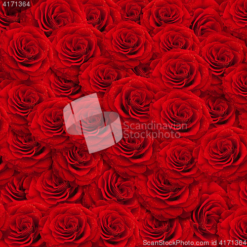 Image of roses backgroud