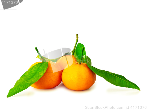 Image of mandarins