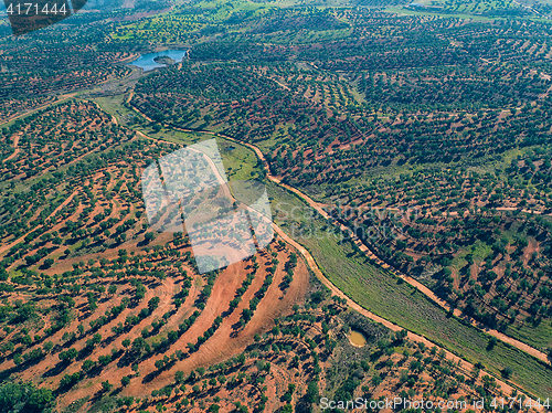 Image of Aerial View Green Fields with Trees