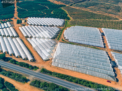 Image of Aerial View Fruit and Orange Trees Plantation