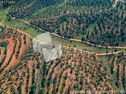 Image of Aerial View Green Fields with Trees