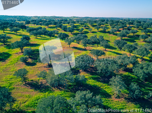 Image of Aerial View Green Fields with Trees